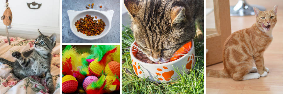 Cats Category
