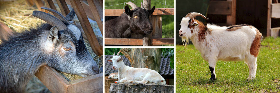 Goats Category