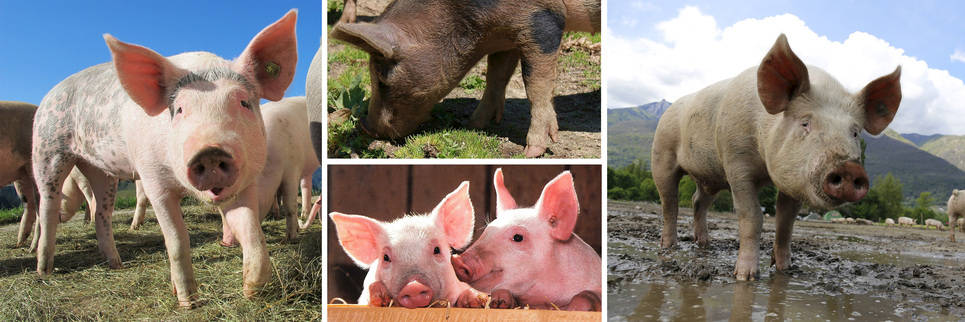 Swine Category