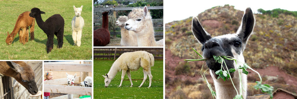 Llamas at Leitz Farm