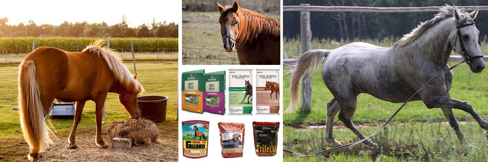 Horses at Leitz Farm