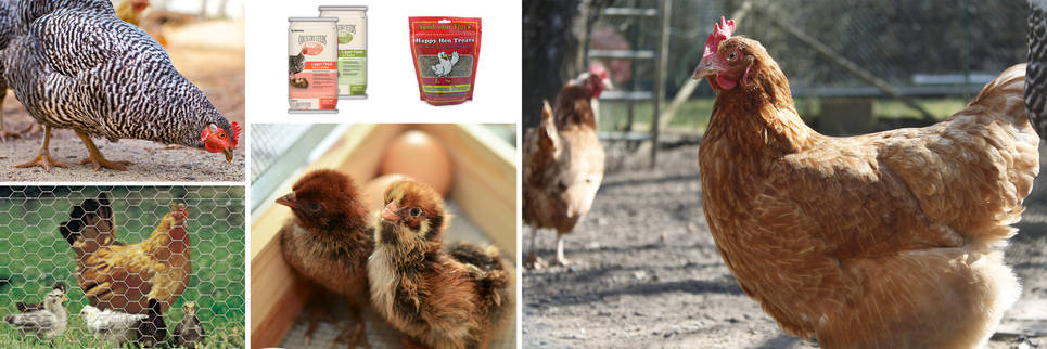 Chicken at Leitz Farm