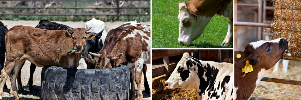 Cattle at Leitz Farm