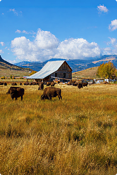 Farm & Ranch