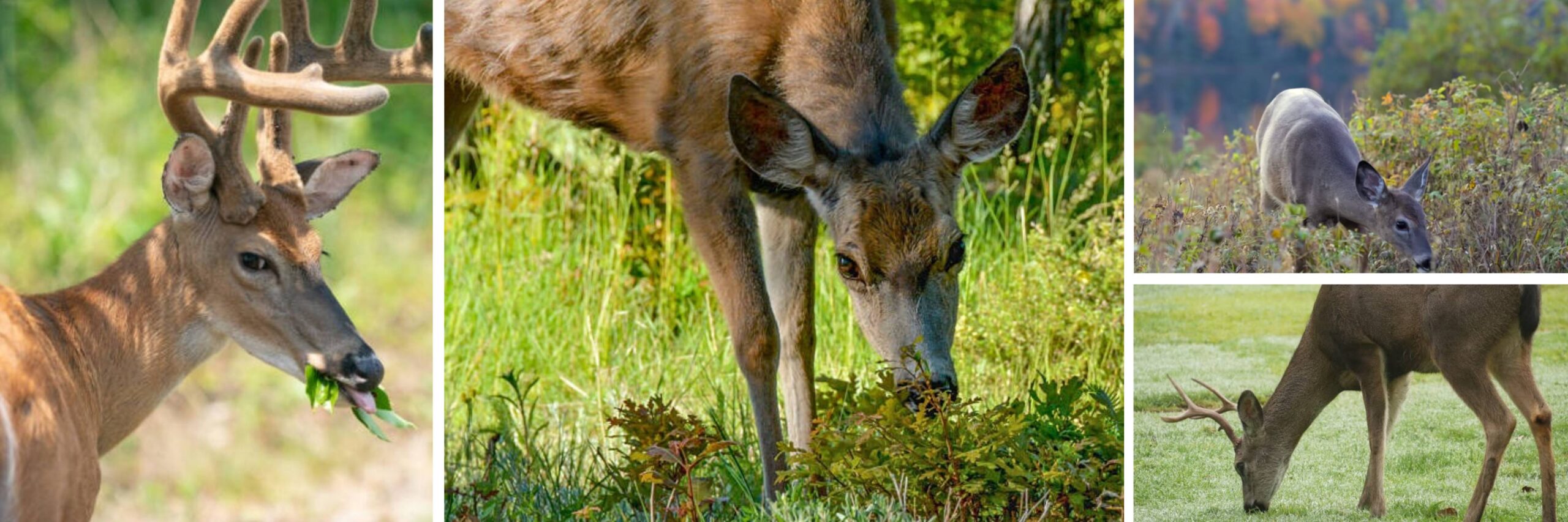 Deers at Leitz Farm