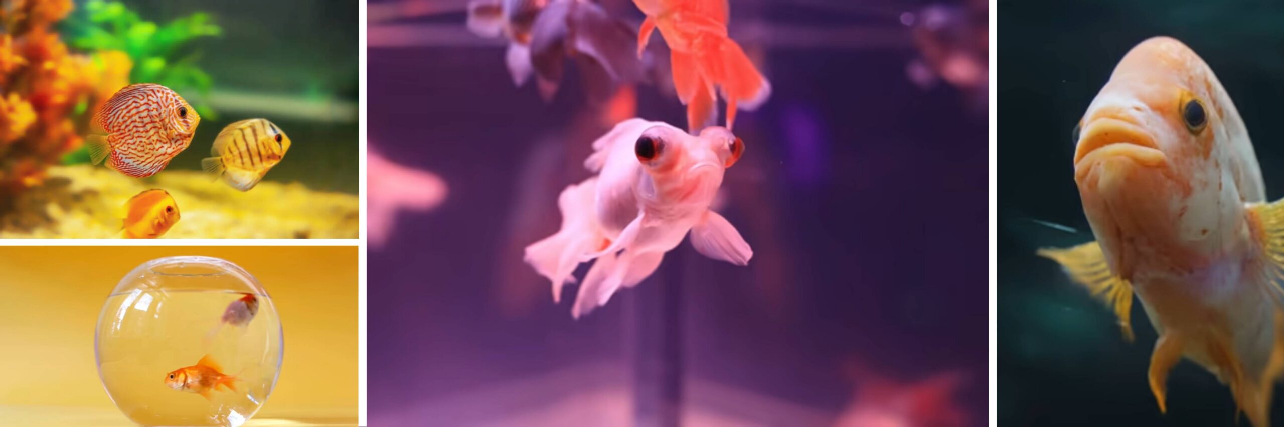 Fish Feed at Leitz Farm