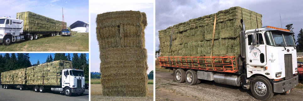 Hay at Leitz Farm