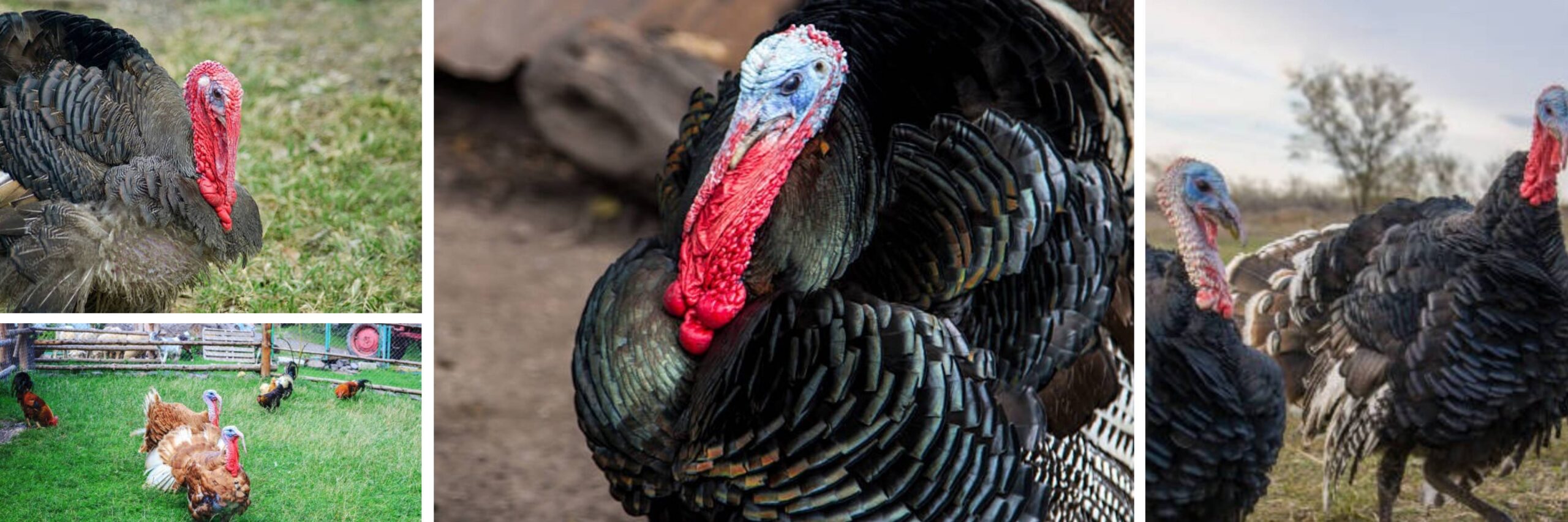 Turkey at Leitz Farm